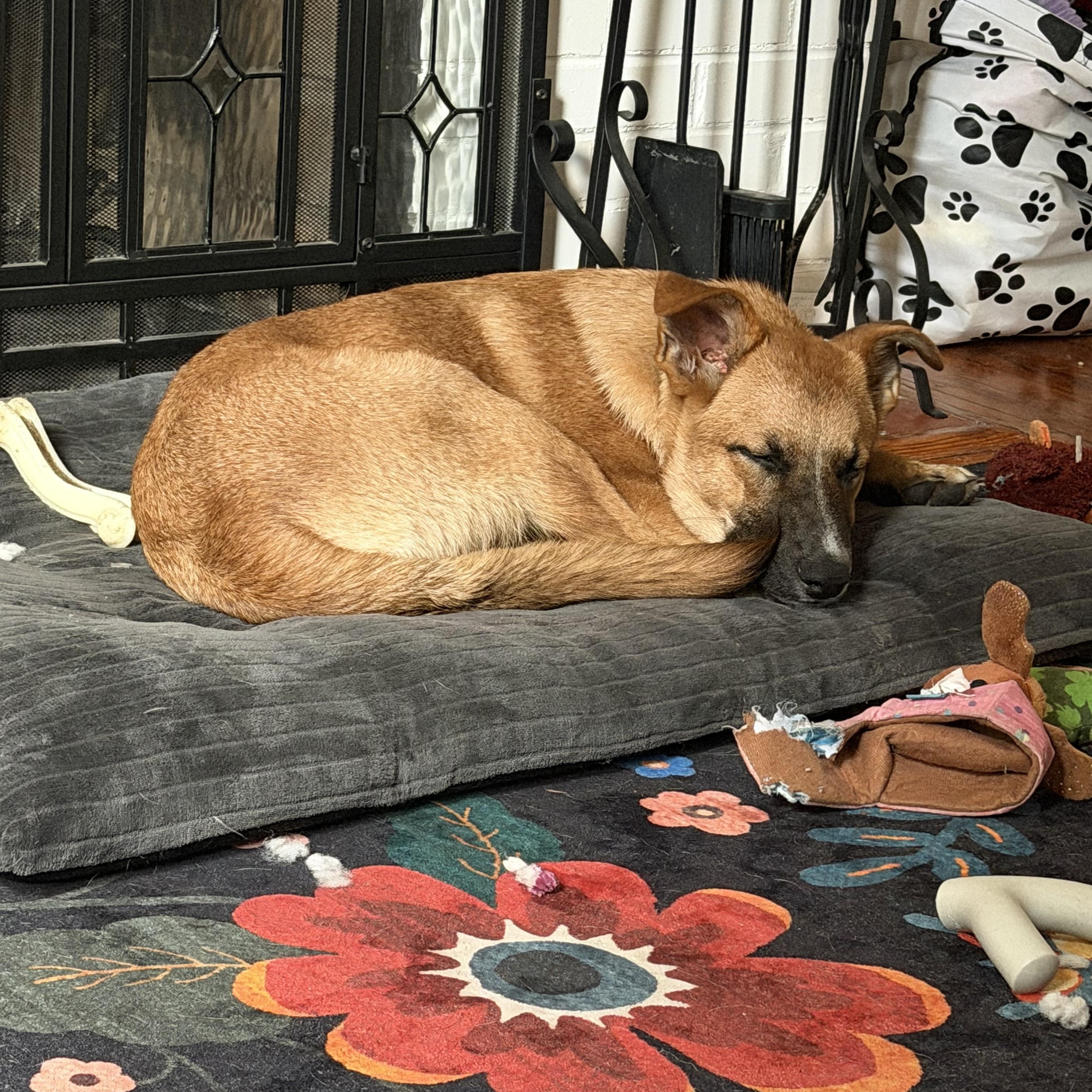 Enlarge Charlie, a Adoptable mixed breed in New York, NY image 6/6