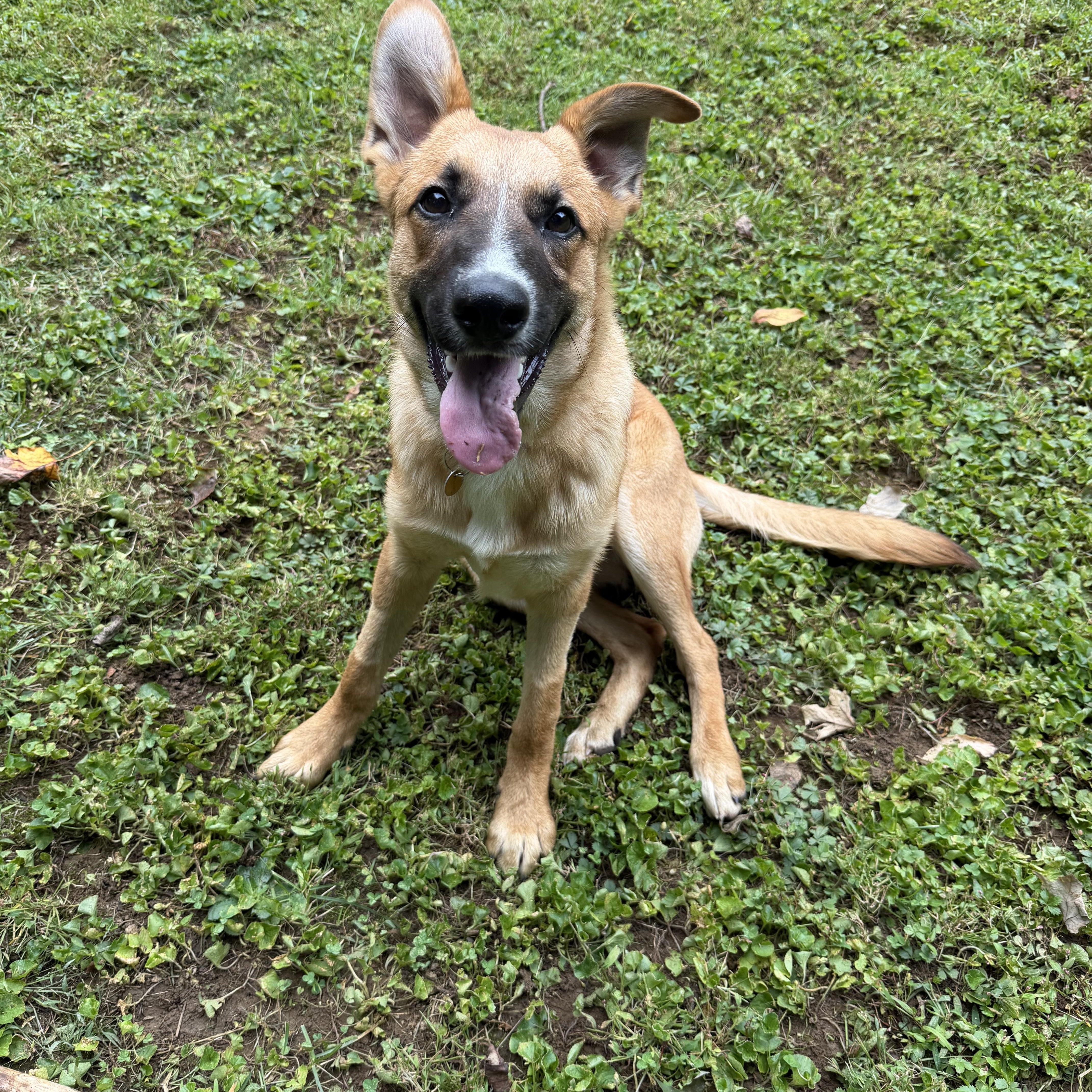 Charlie, ADOPTABLE, Young • Male, Australian Kelpie & Shepherd.