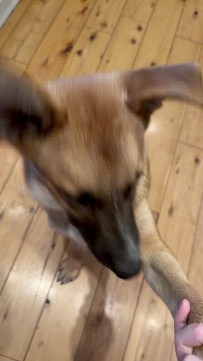 Enlarge Charlie, a Adoptable mixed breed in New York, NY video 4/6