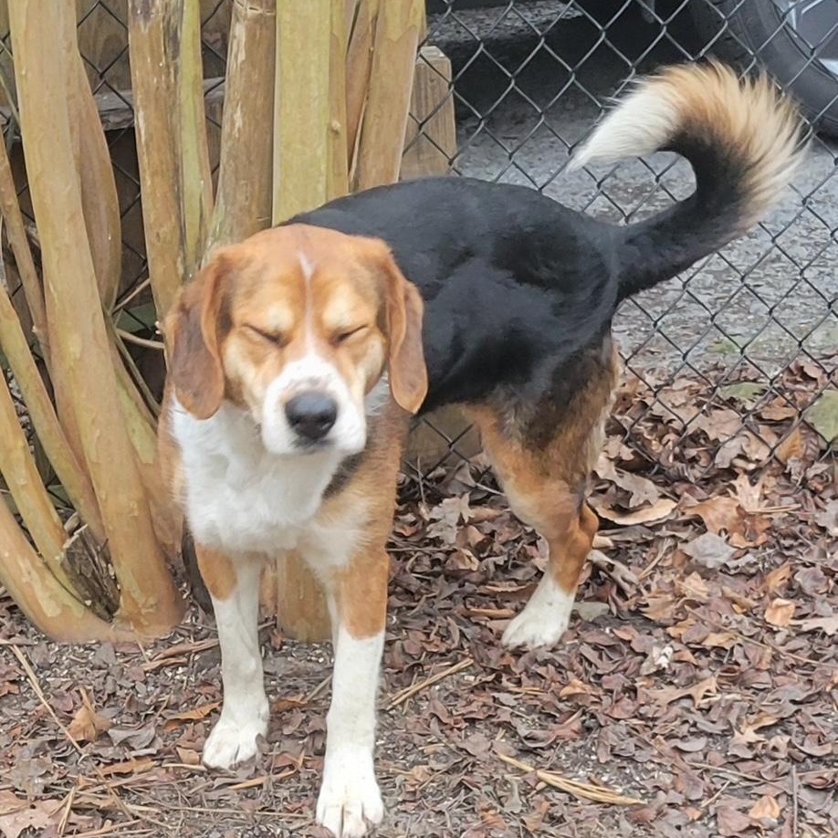 Milo, a Adoptable mixed breed in Bartonsville, PA image 5/5