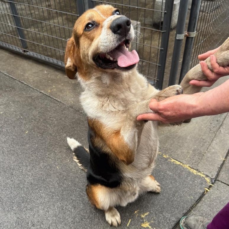 Milo, a Adoptable mixed breed in Bartonsville, PA image 4/5