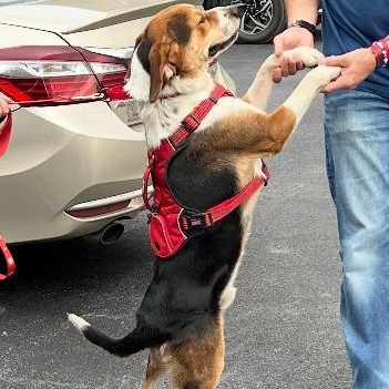 Milo, a Adoptable mixed breed in Bartonsville, PA image 2/5