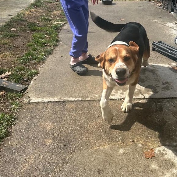 Milo, a Adoptable mixed breed in Bartonsville, PA image 3/5