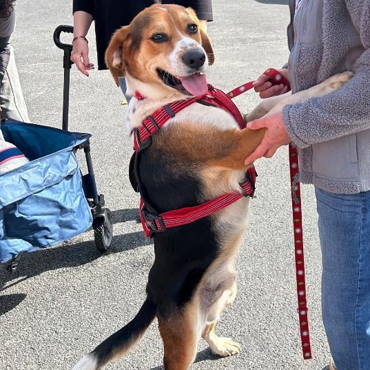 Milo, a Adoptable mixed breed in Bartonsville, PA image 1/5