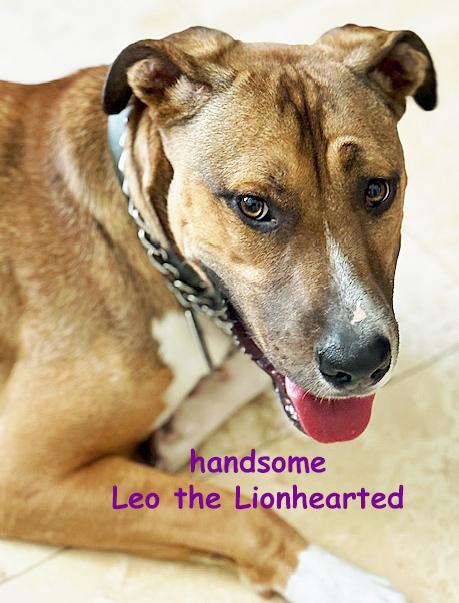 Leo the Lionhearted, Young Male unknown