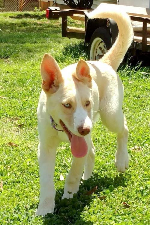 Logan, Adopted, Adult Male Siberian Husky.