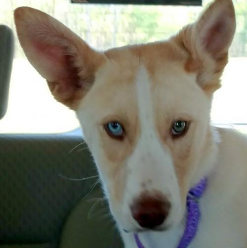 Enlarge Logan, a Adopted mixed breed in Snow Camp, NC image 2/2
