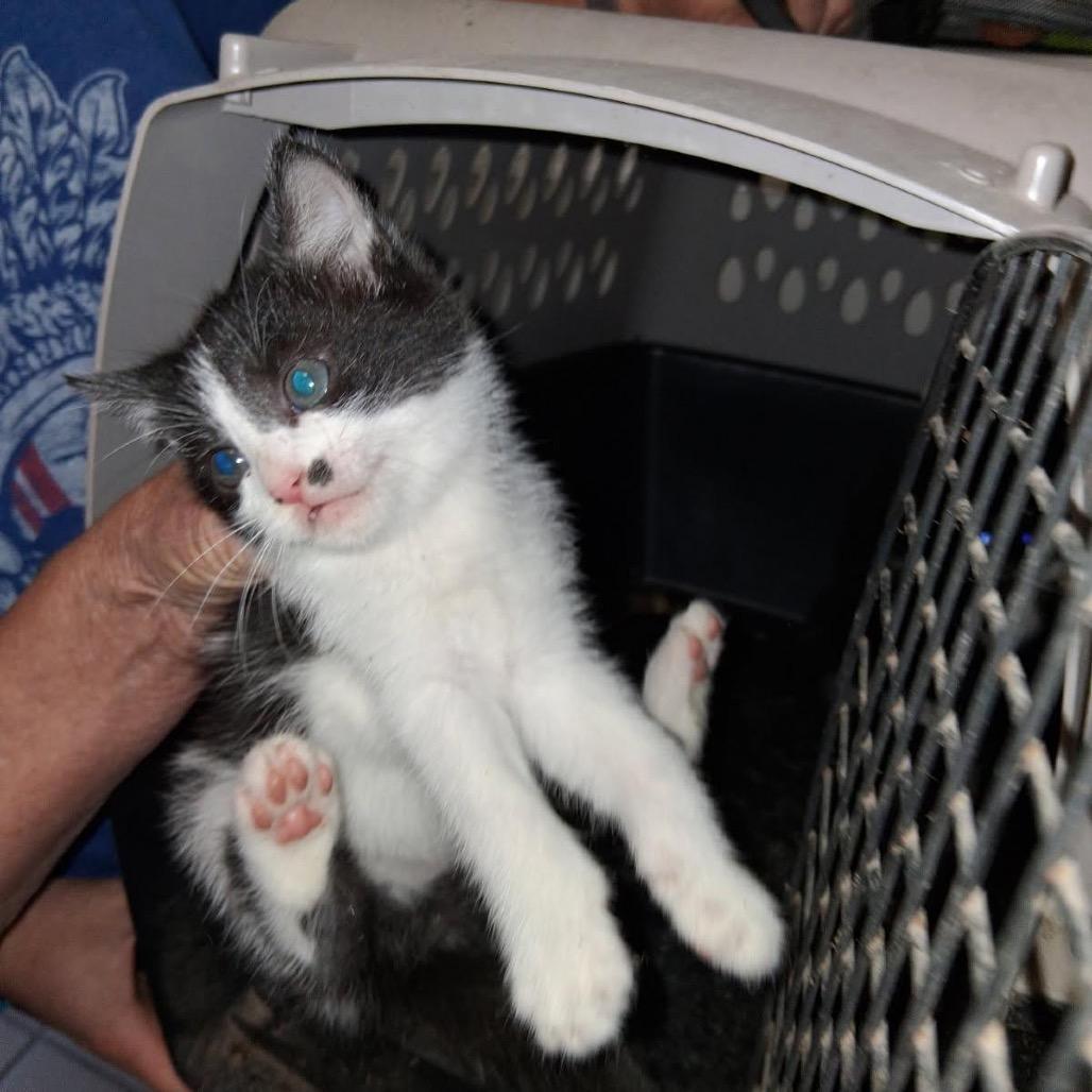 Natalia, a Adoptable Domestic Long Hair in Starkville, MS image 1/2