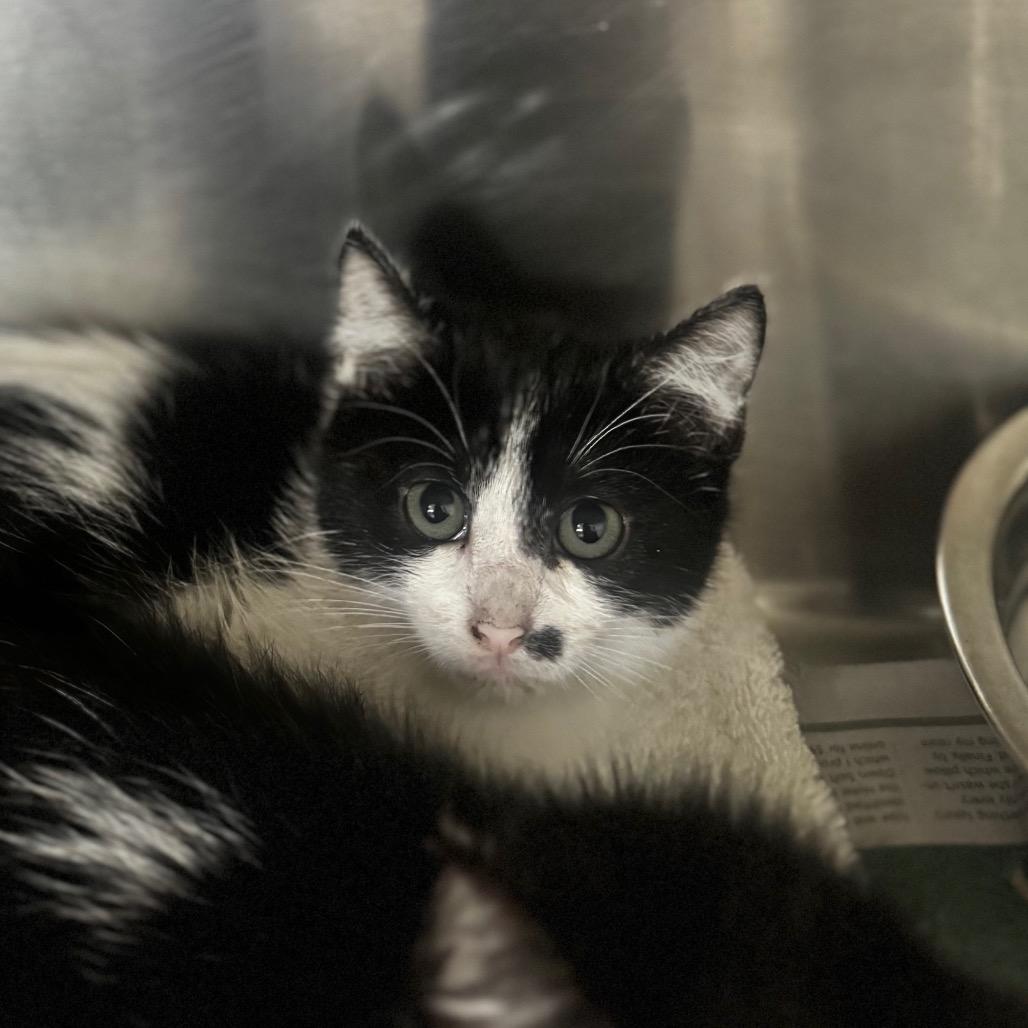 Natalia, a Adoptable Domestic Long Hair in Starkville, MS image 2/2