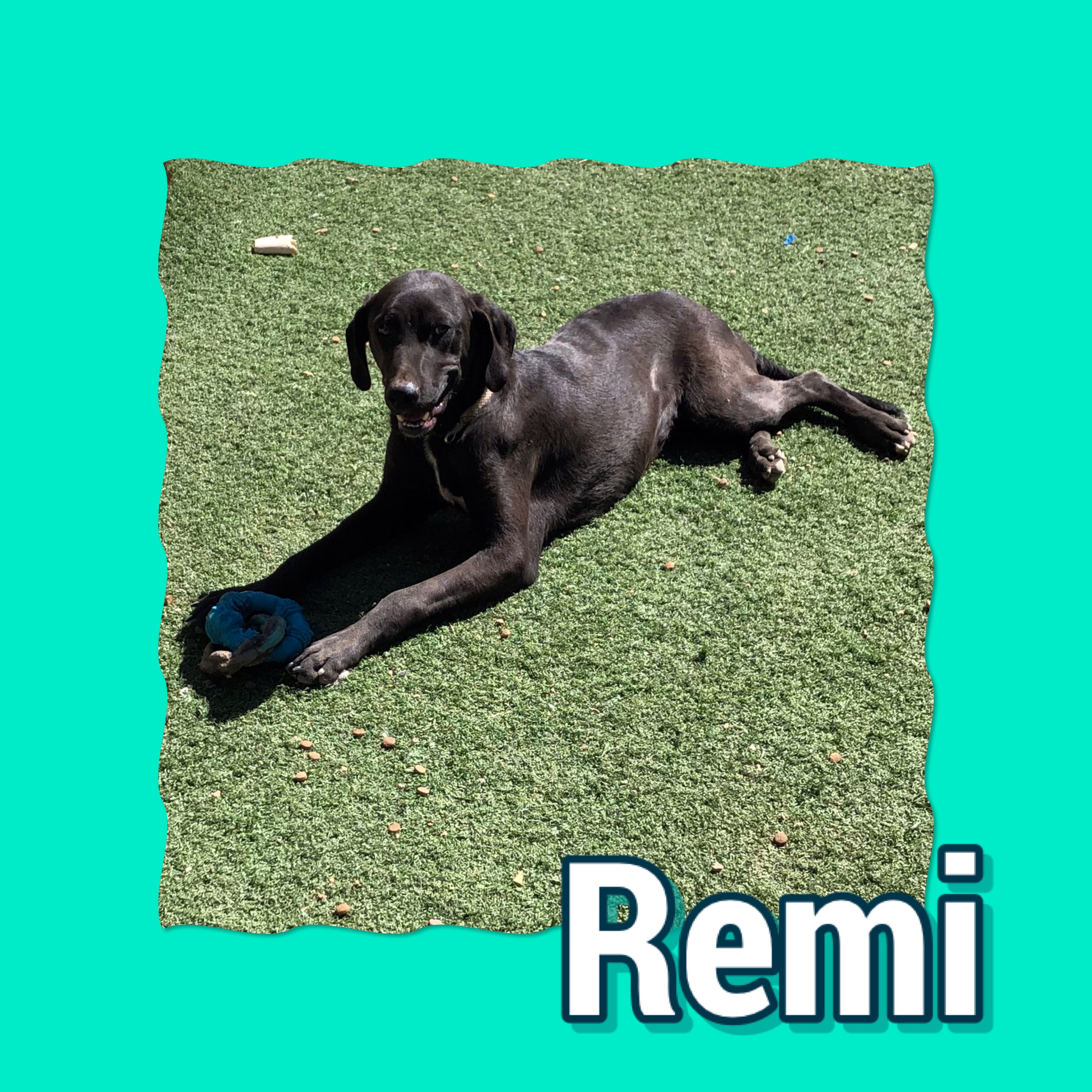 Remi, Young Male Labrador Retriever