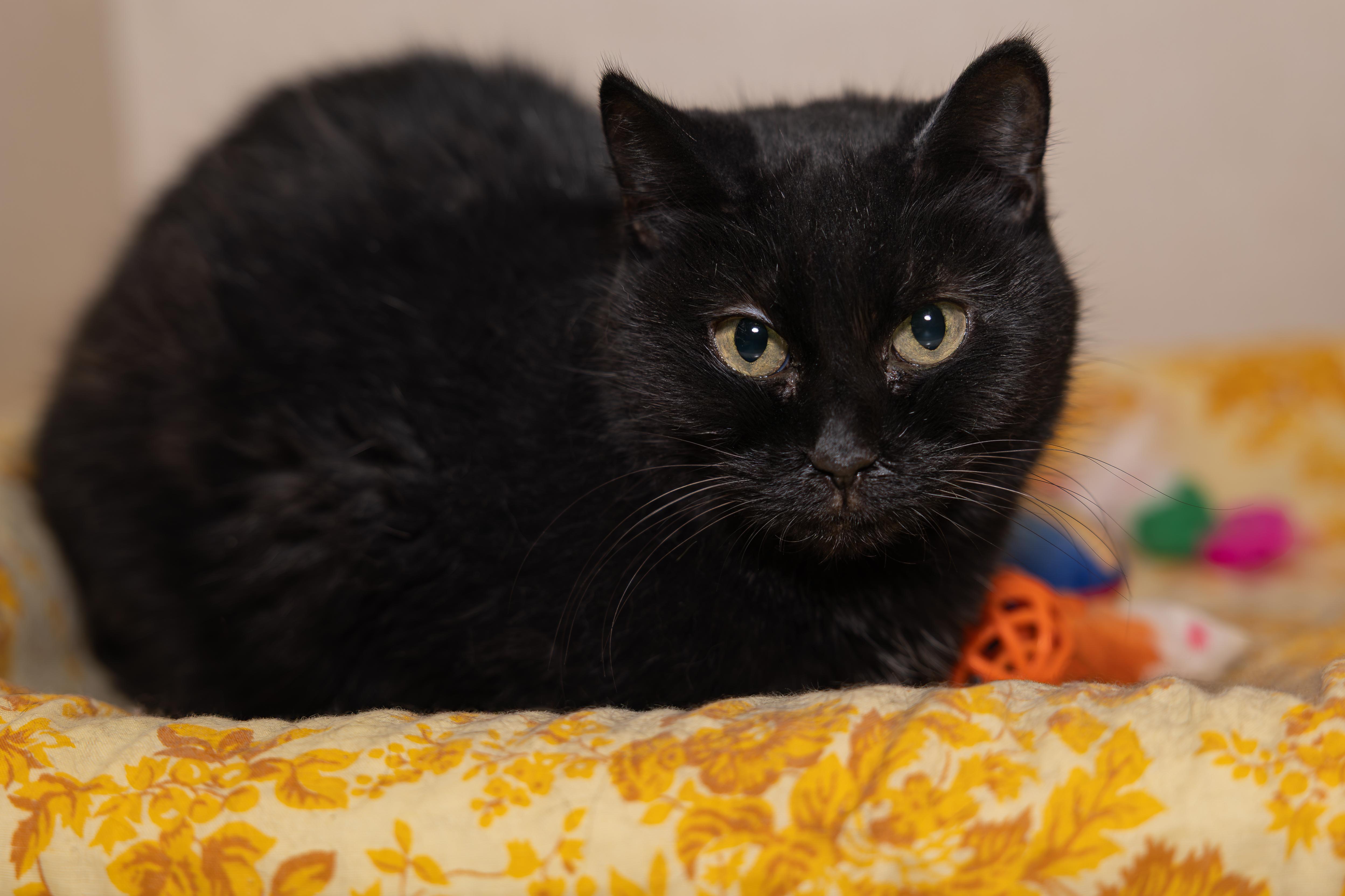 Enlarge Bella, a Adopted mixed breed in Kirkland Lake, ON image 1/3