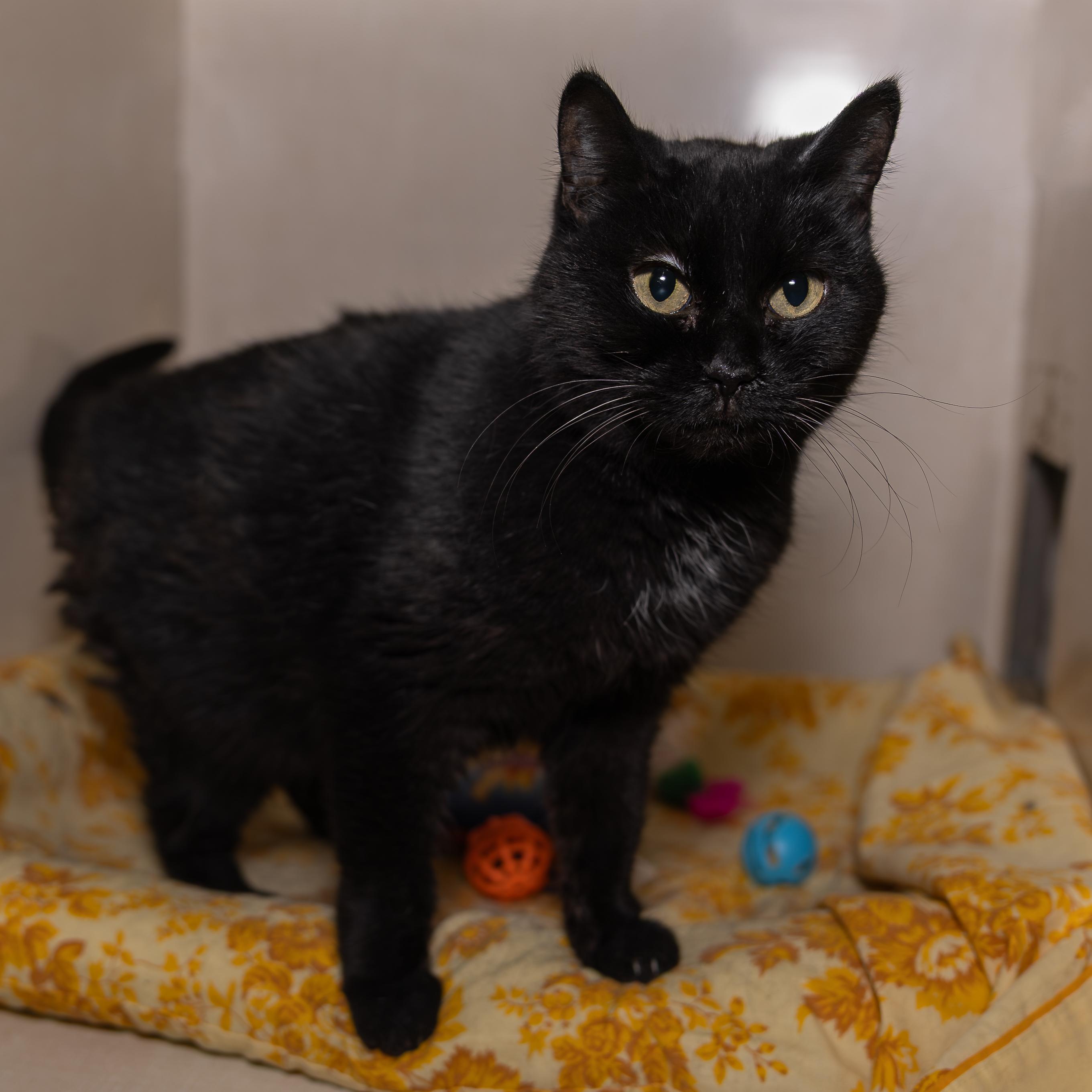 Enlarge Bella, a Adopted mixed breed in Kirkland Lake, ON image 2/3