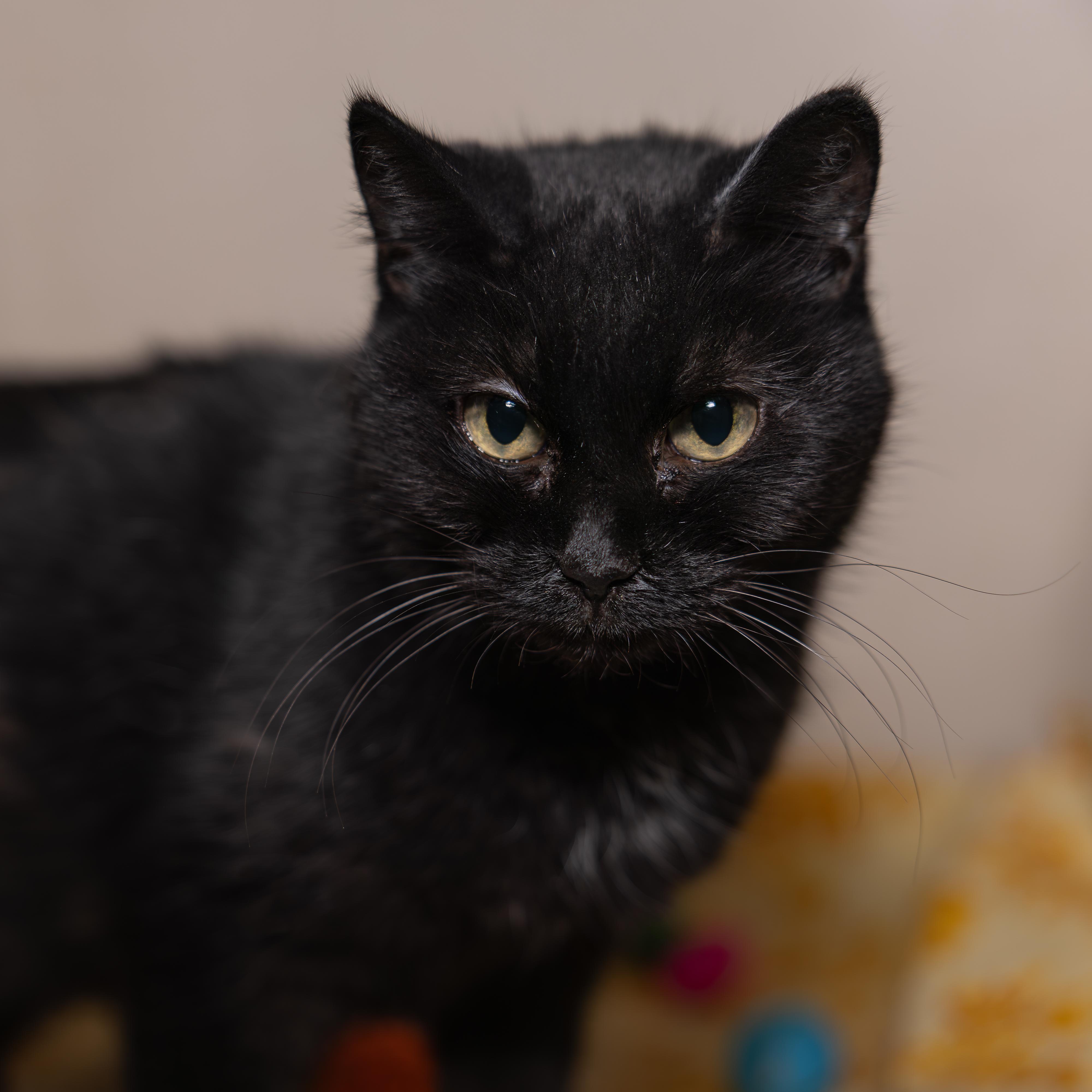 Enlarge Bella, a Adopted mixed breed in Kirkland Lake, ON image 3/3