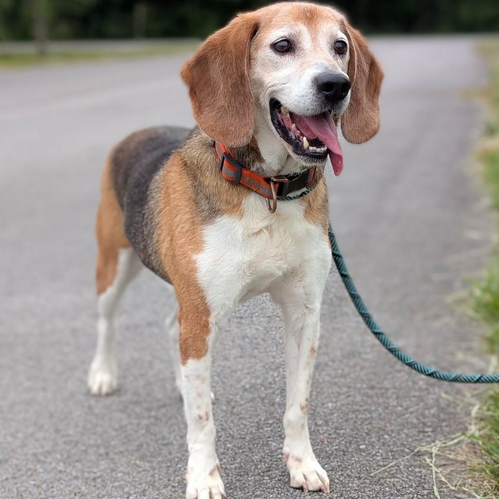 Magnum, a Adoptable Beagle in Winchester, TN image 1/3
