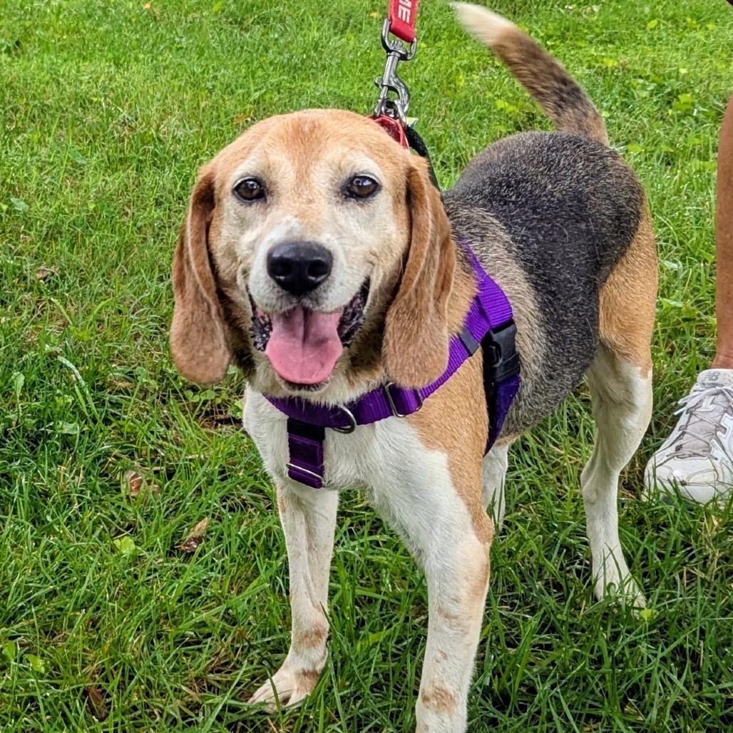 Magnum, Adoptable, Senior Male Beagle.