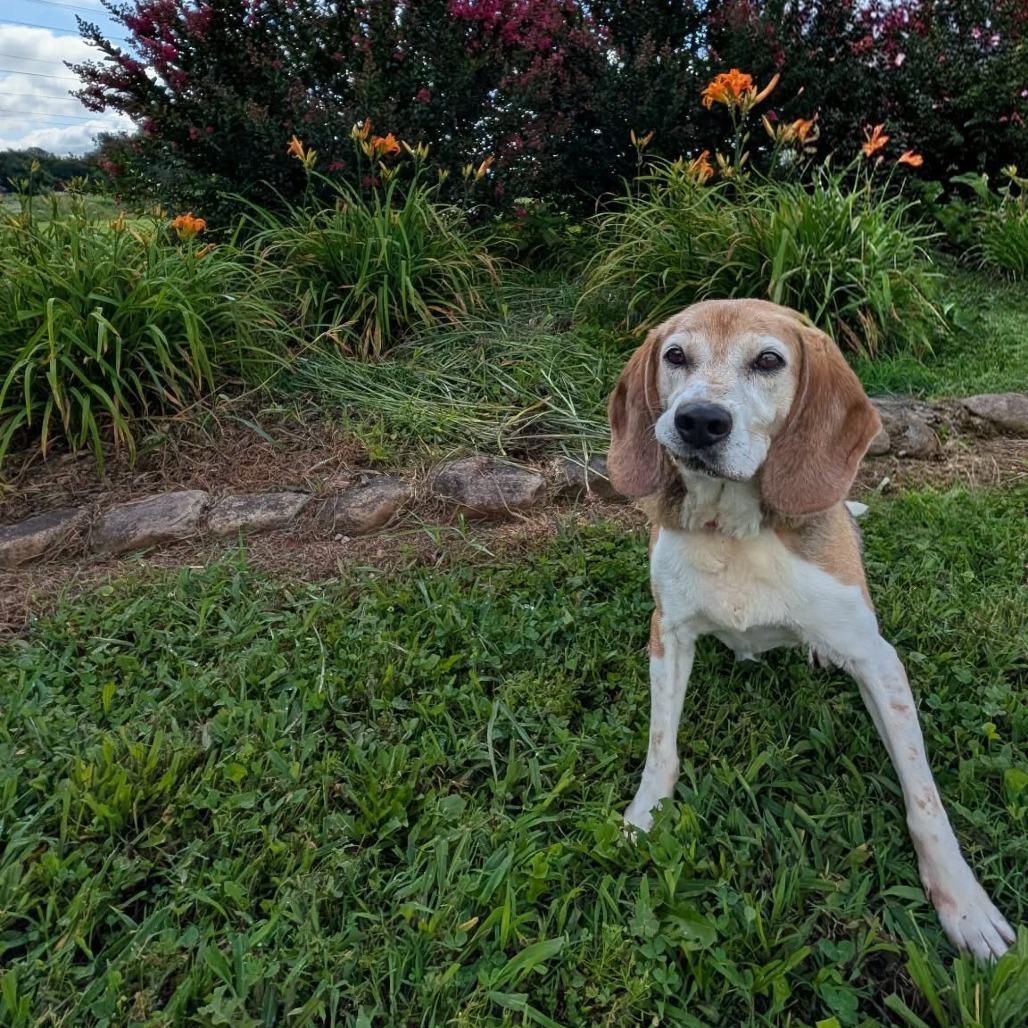 Magnum, Adoptable, Senior Male Beagle.