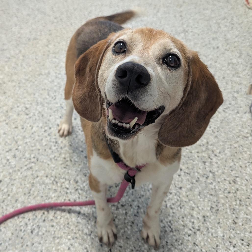 Magnum, a Adoptable Beagle in Winchester, TN image 2/2