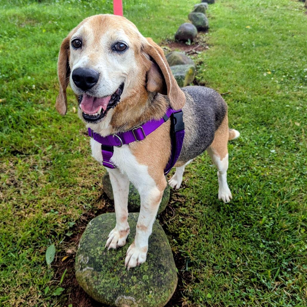 Enlarge Magnum, a Adoptable Beagle in Winchester, TN image 4/4