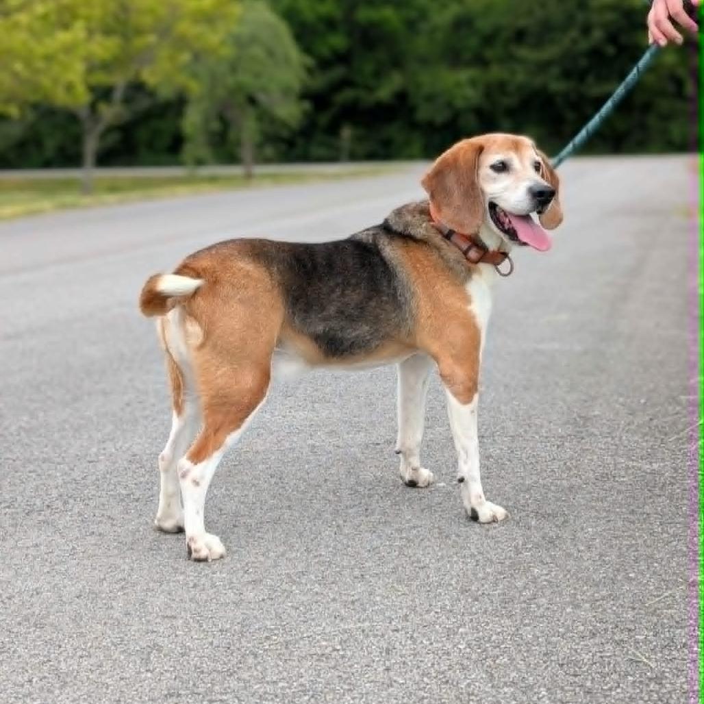 Magnum, a Adoptable Beagle in Winchester, TN image 2/3