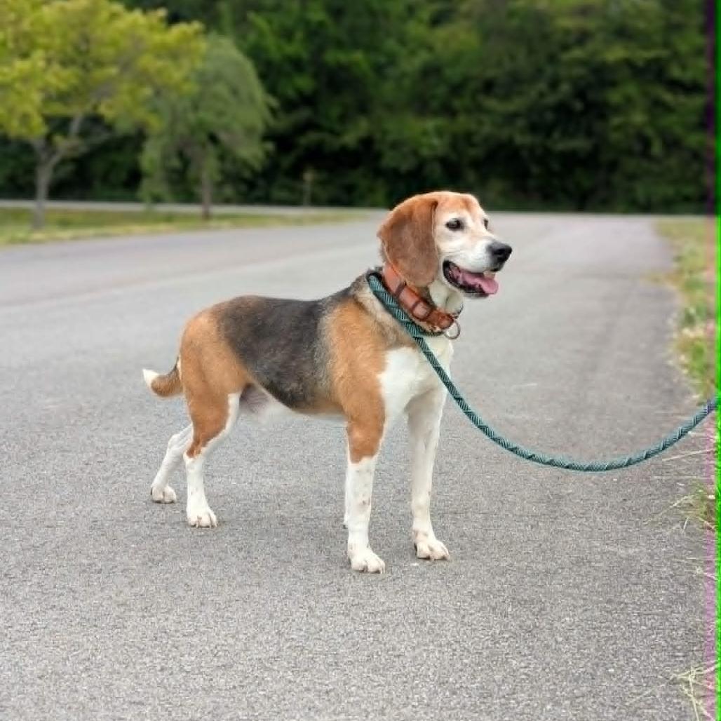 Magnum, a Adoptable Beagle in Winchester, TN image 3/3