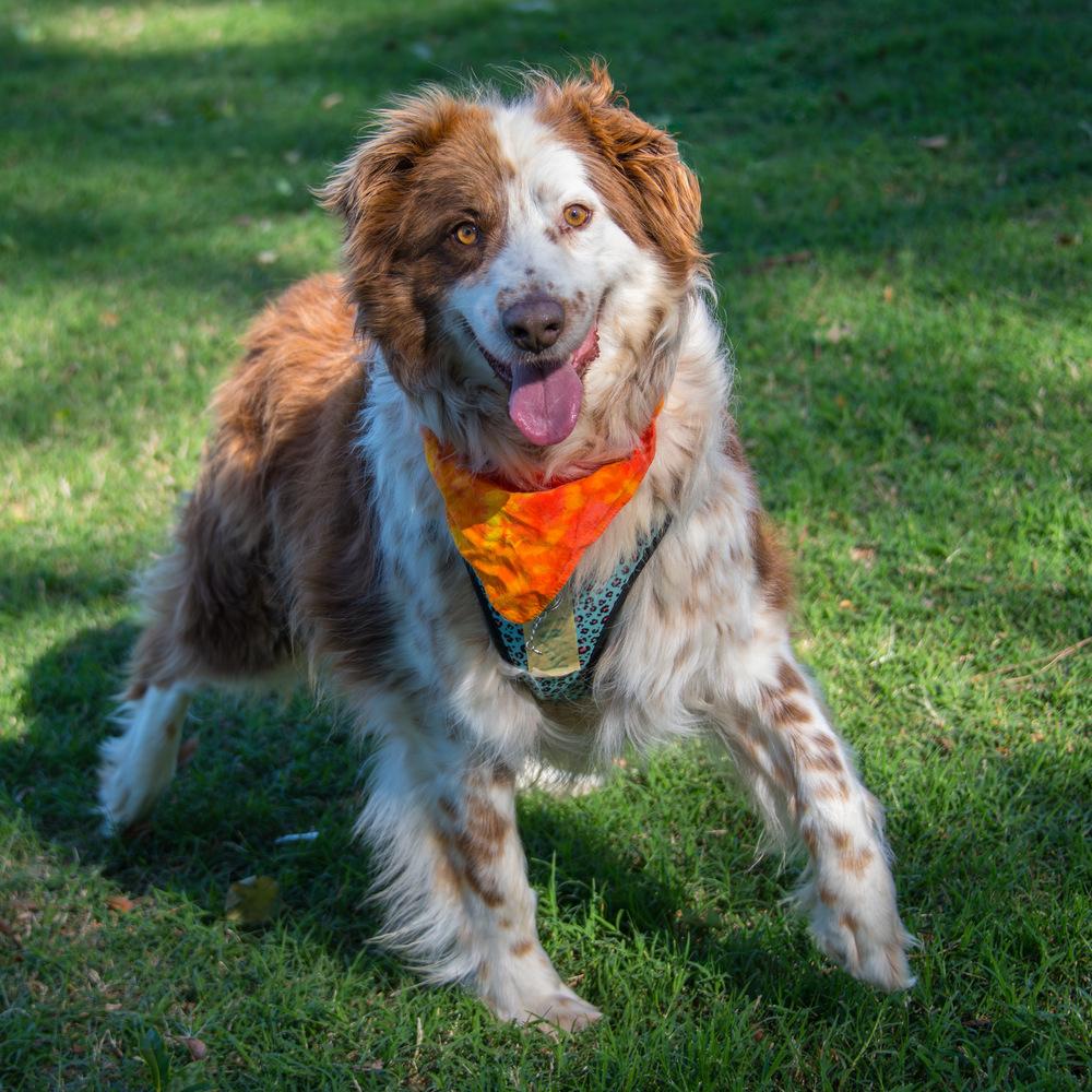 Wally, Adoptable, Adult Male Australian Shepherd.