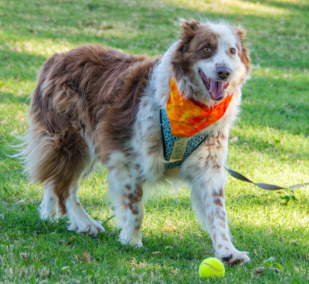 Enlarge Wally, a Adoptable Australian Shepherd in Marietta, GA image 3/6