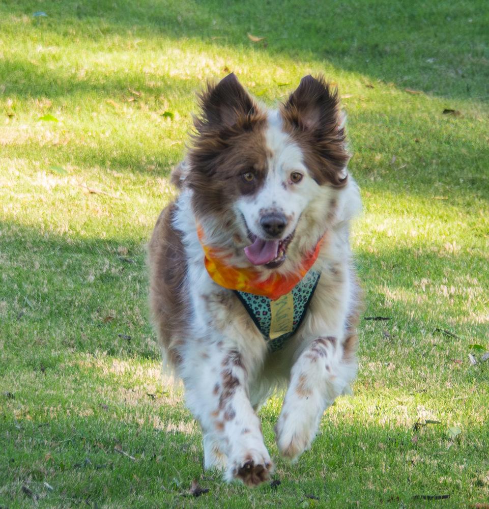 Enlarge Wally, a Adoptable Australian Shepherd in Marietta, GA image 4/6