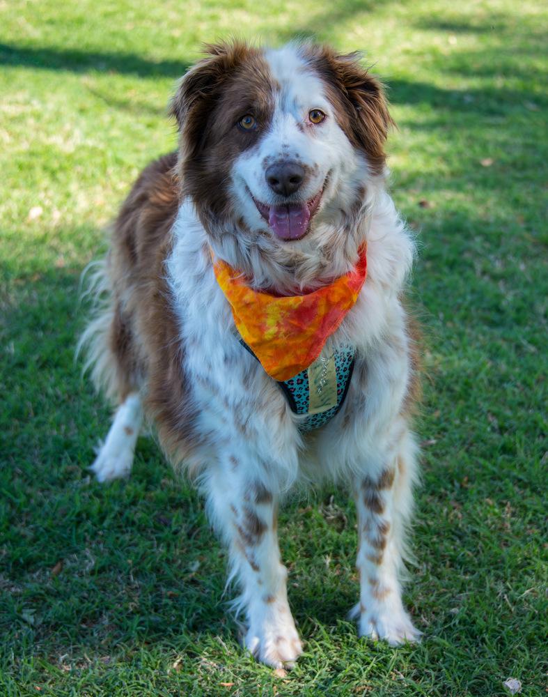 Enlarge Wally, a Adoptable Australian Shepherd in Marietta, GA image 5/6