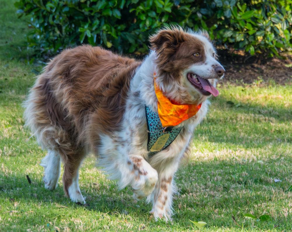 Enlarge Wally, a Adoptable Australian Shepherd in Marietta, GA image 6/6