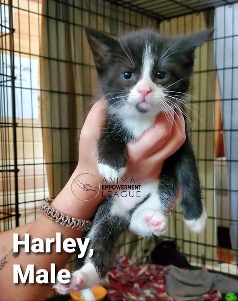 Harley, Adopted, Adult Male Domestic Short Hair.