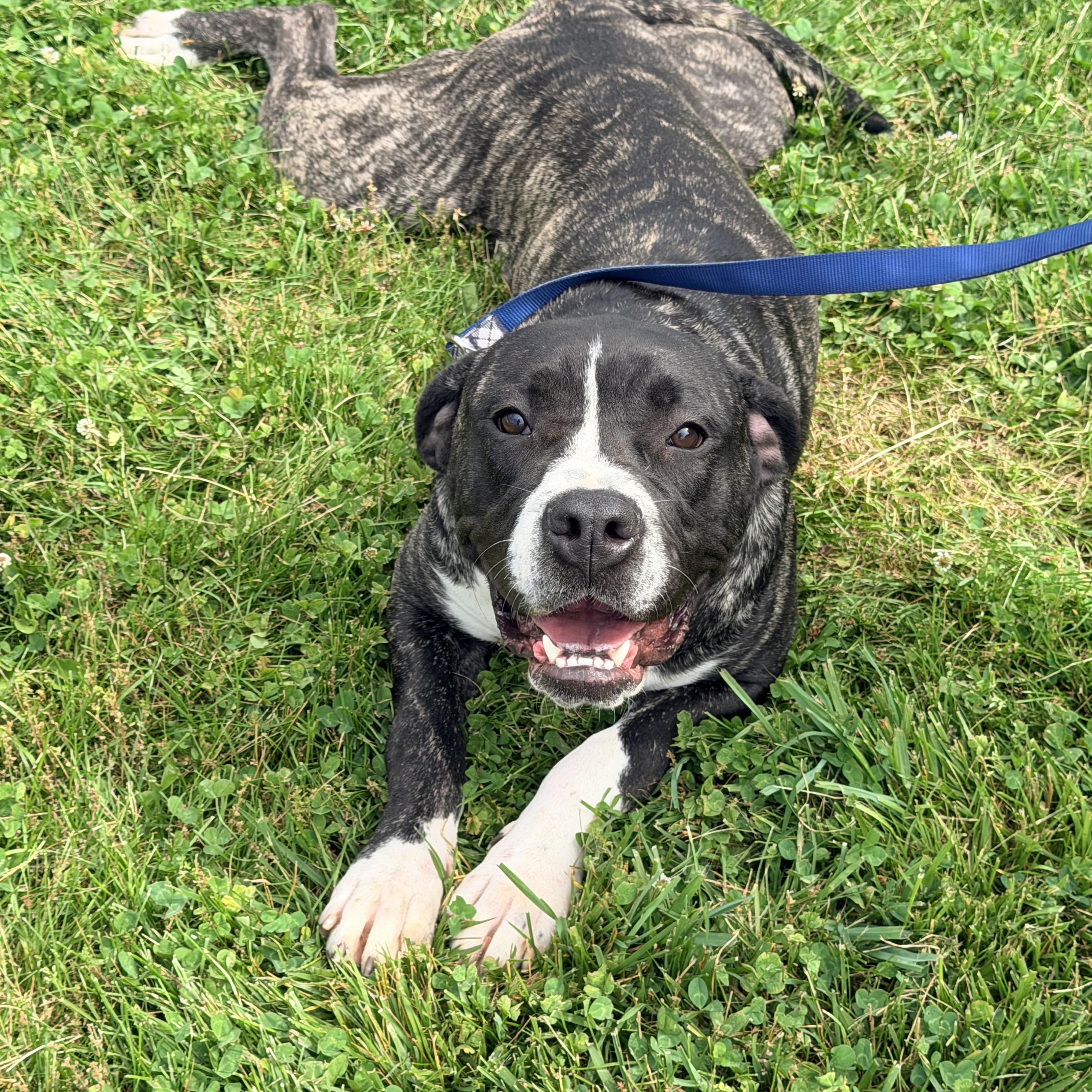 Maizee, ADOPTABLE, Young Female Cane Corso & Dogo Argentino.