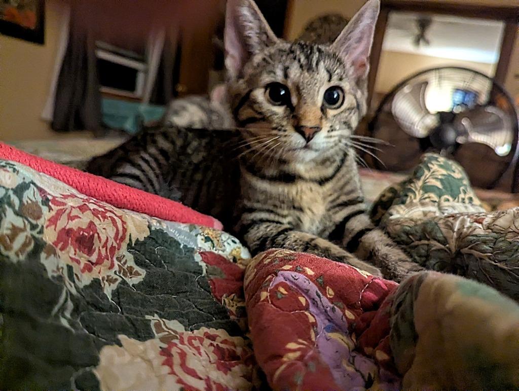 Winkle, Adoptable, Kitten Female Domestic Short Hair.