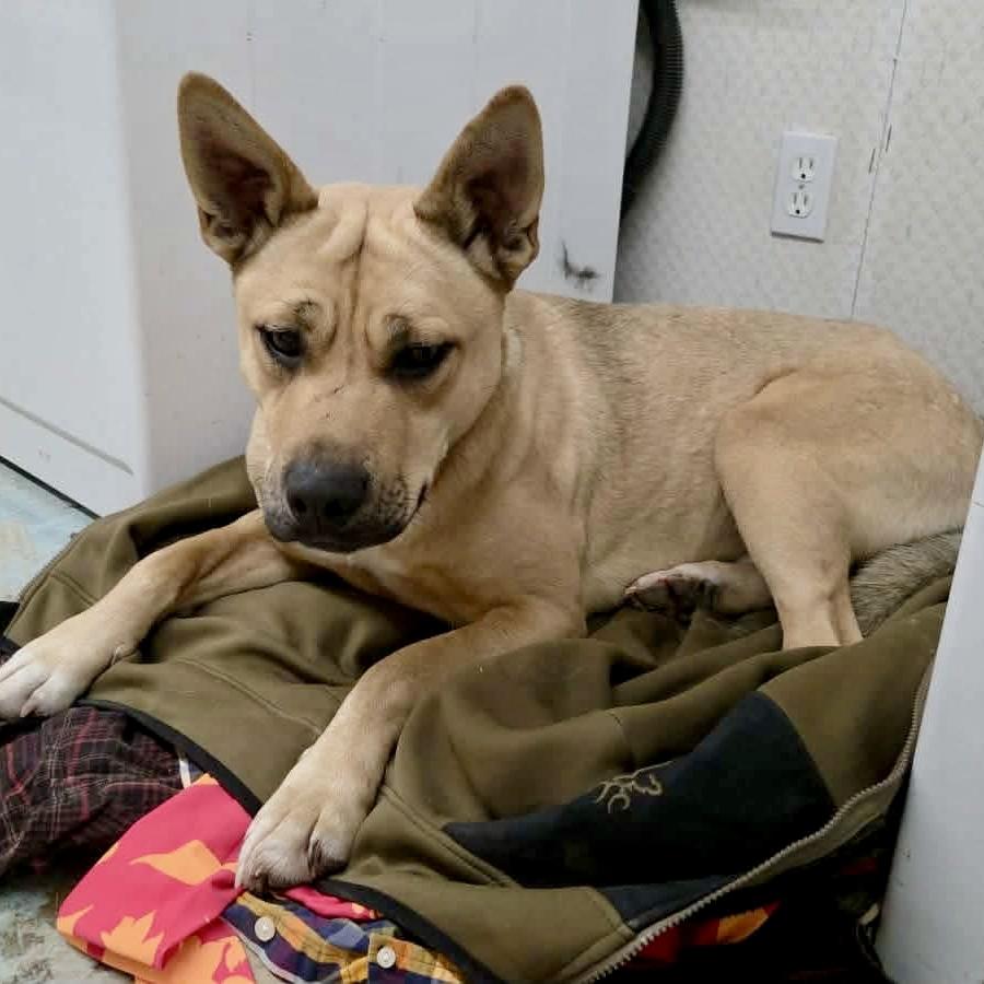 Enlarge Doug, an adopted Mixed Breed in Edmonton, AB image 1/5