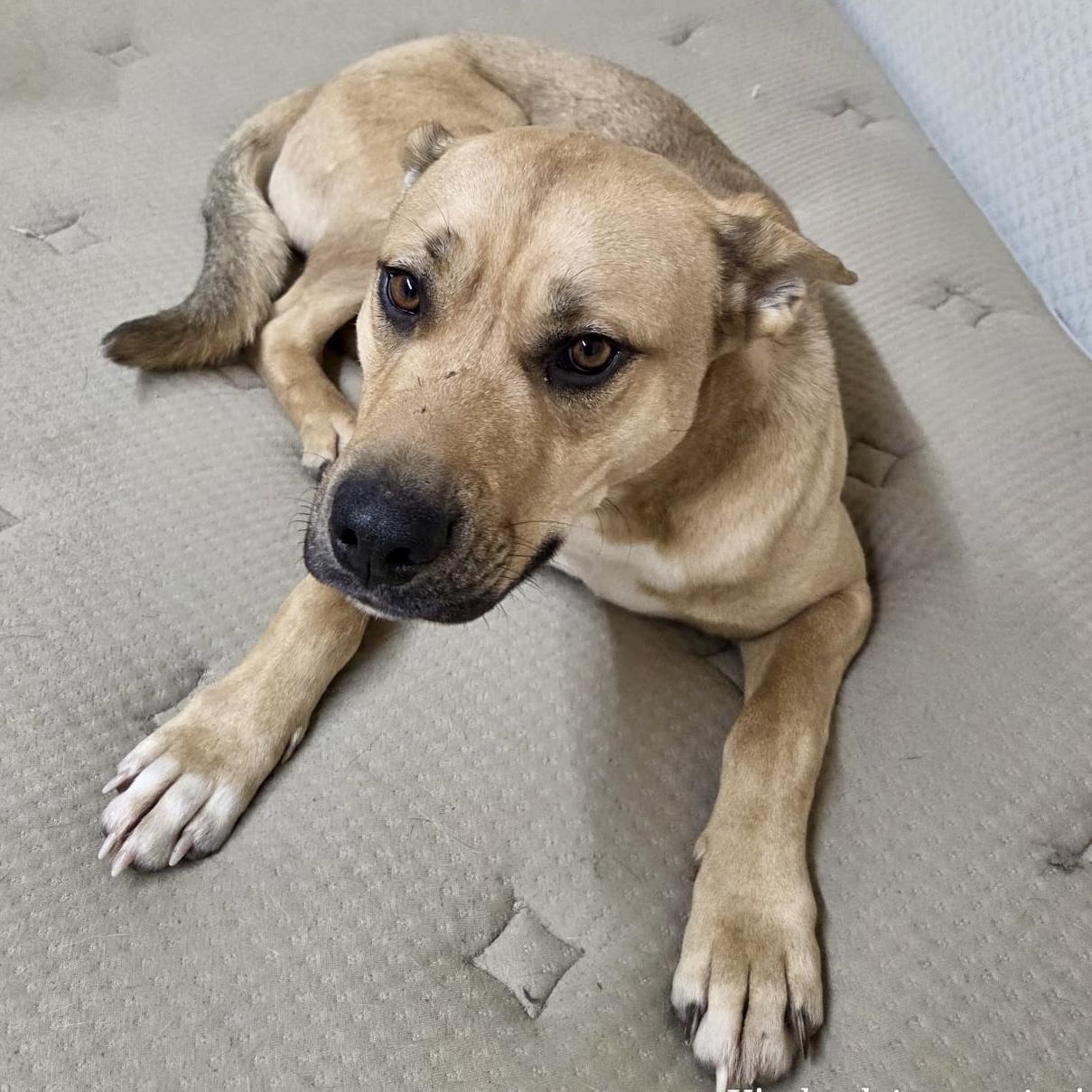 Enlarge Doug, an adopted Mixed Breed in Edmonton, AB image 2/5