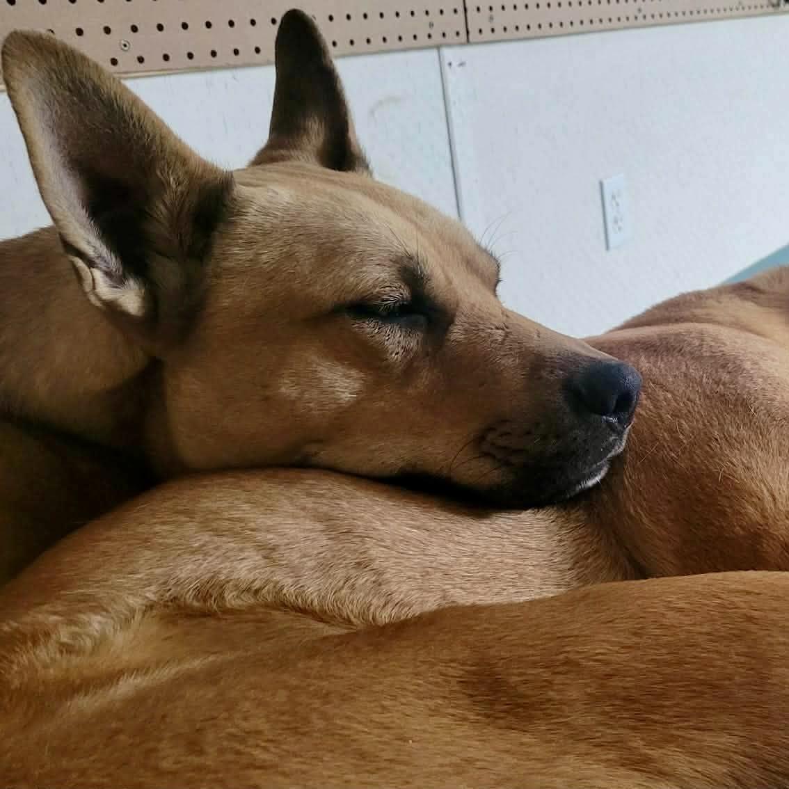 Enlarge Doug, an adopted Mixed Breed in Edmonton, AB image 3/5