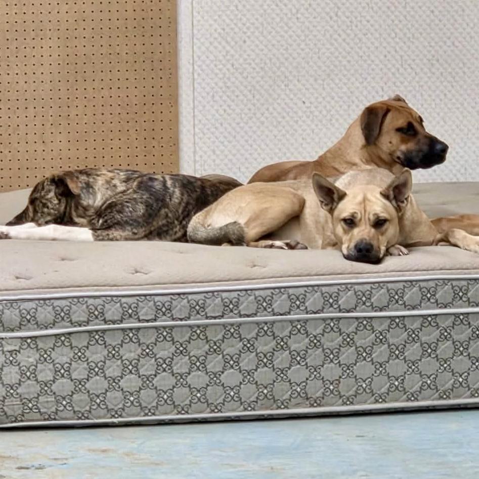 Enlarge Doug, an adopted Mixed Breed in Edmonton, AB image 4/5