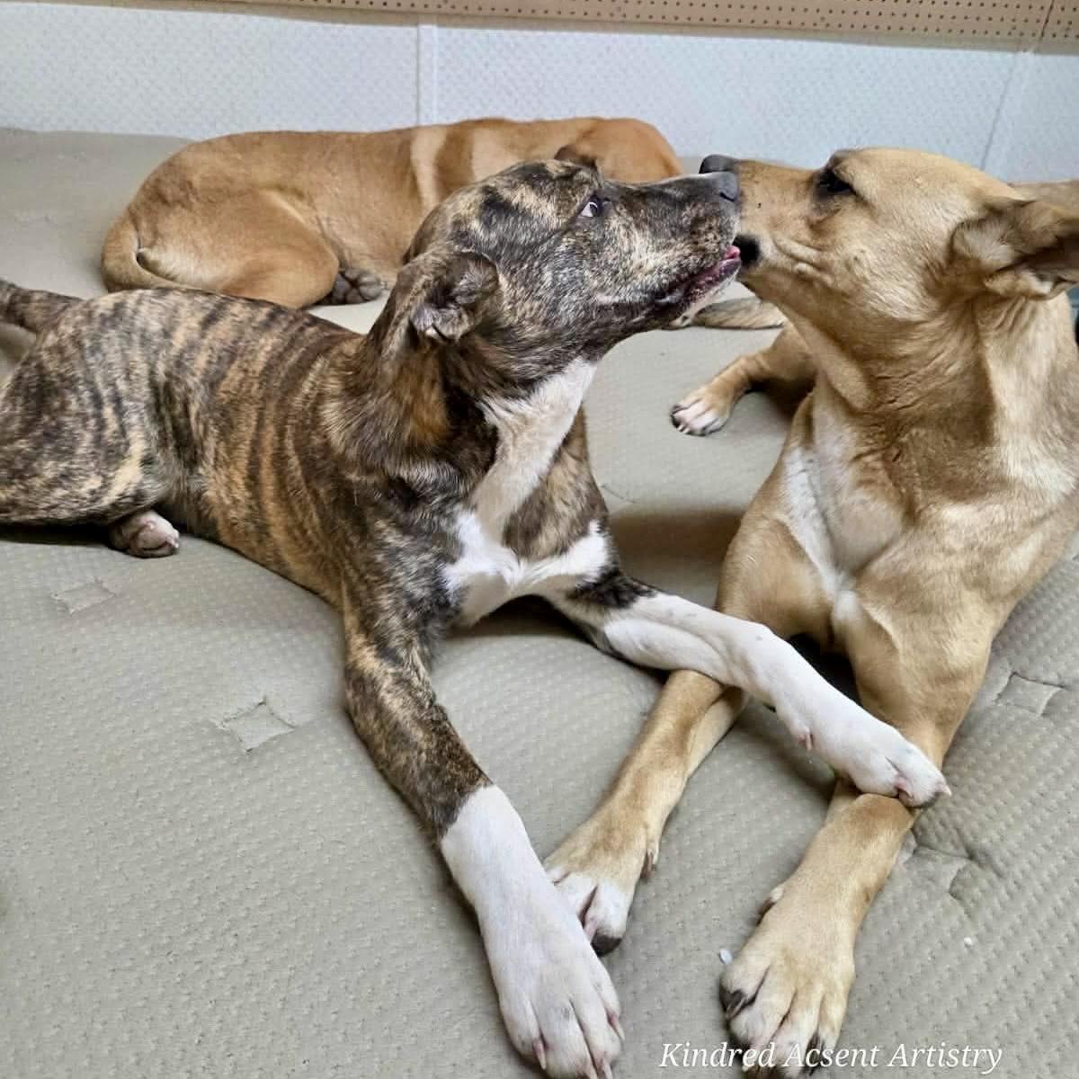 Enlarge Doug, an adopted Mixed Breed in Edmonton, AB image 5/5