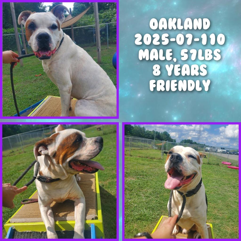 Enlarge 2025-07-110 *Oakland*, a Adoptable mixed breed in Winder, GA image 1/1