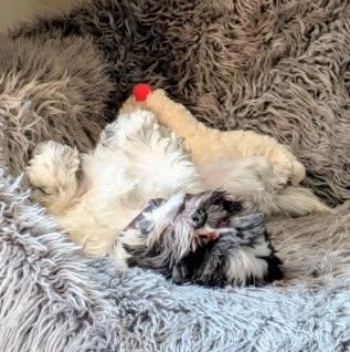 Madeline, an adopted Shih Tzu in Greenville, SC image 2/4