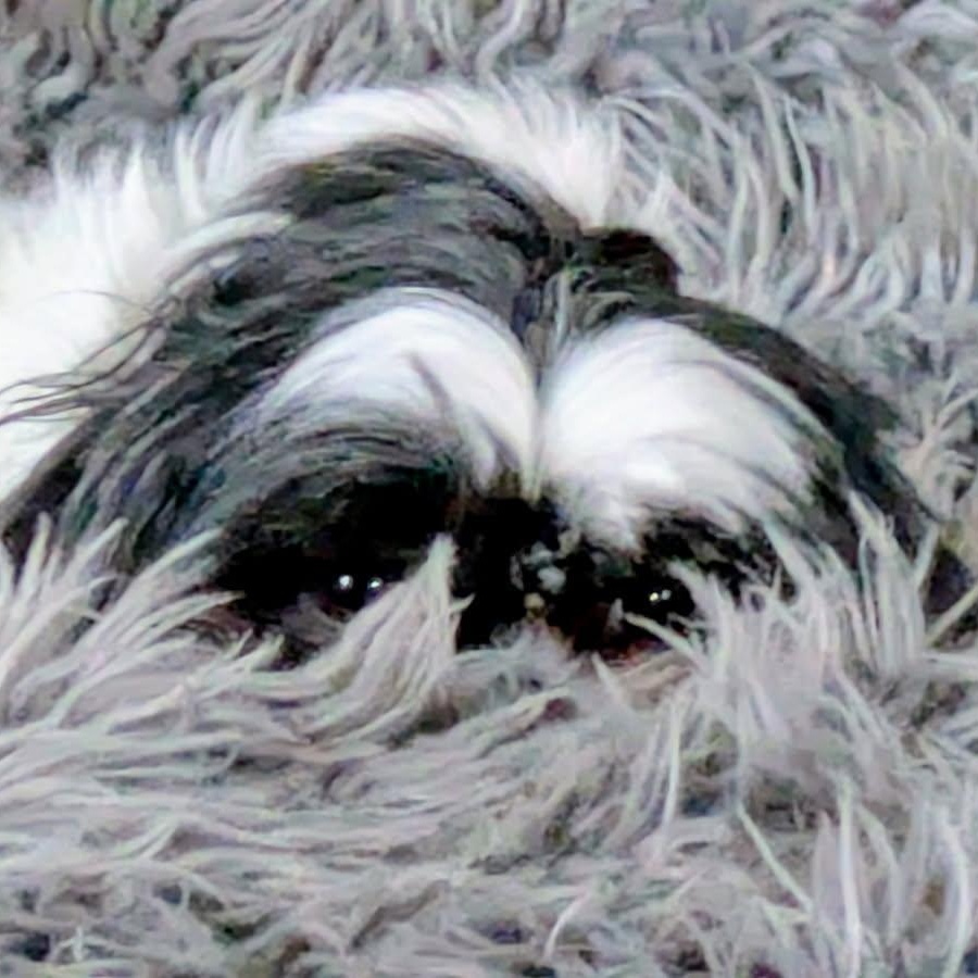 Madeline, an adopted Shih Tzu in Greenville, SC image 3/4