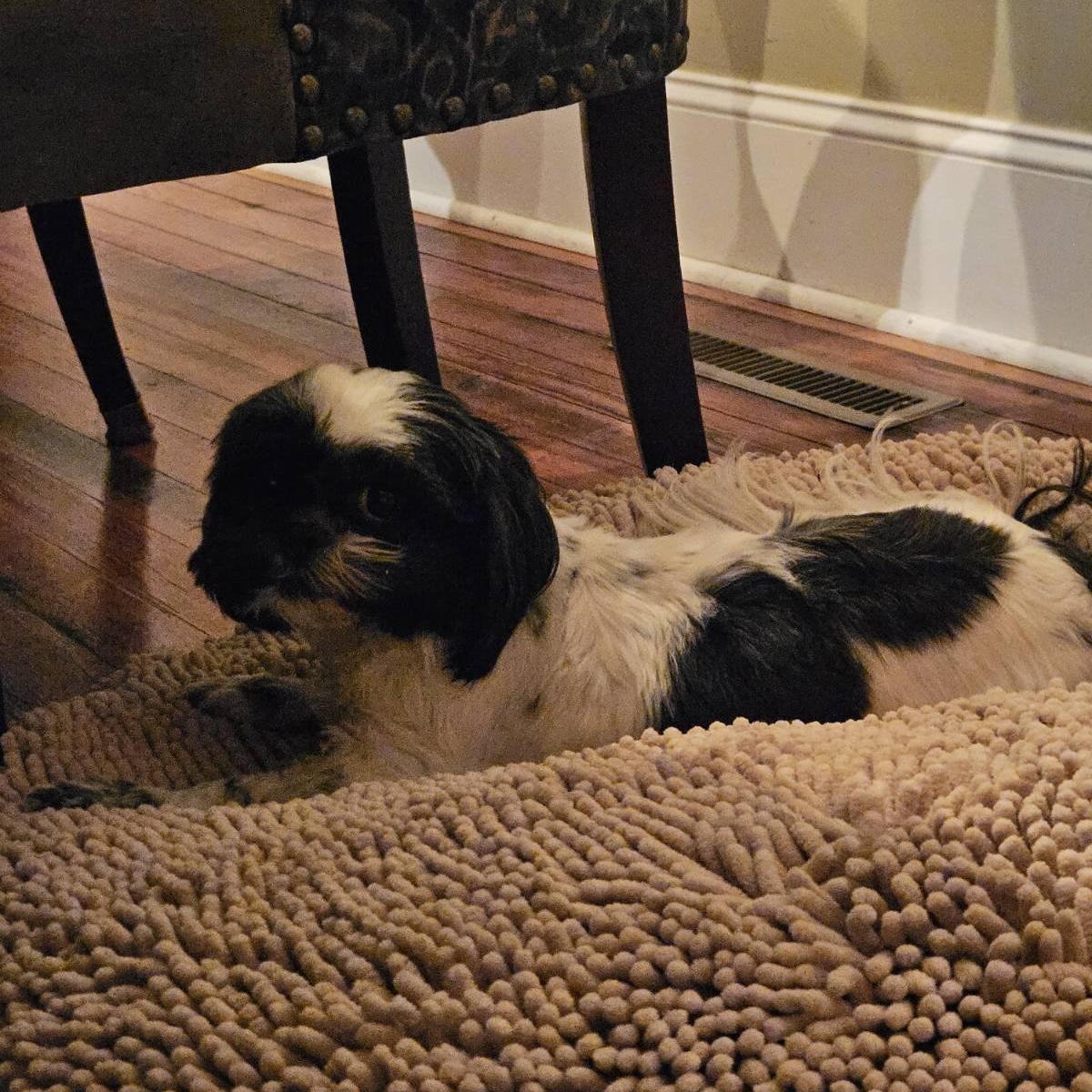 Madeline, an adopted Shih Tzu in Greenville, SC image 4/4