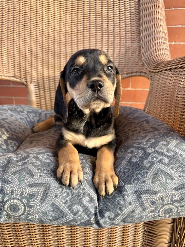Bobby, Adoptable, Puppy Male Hound & Shepherd.