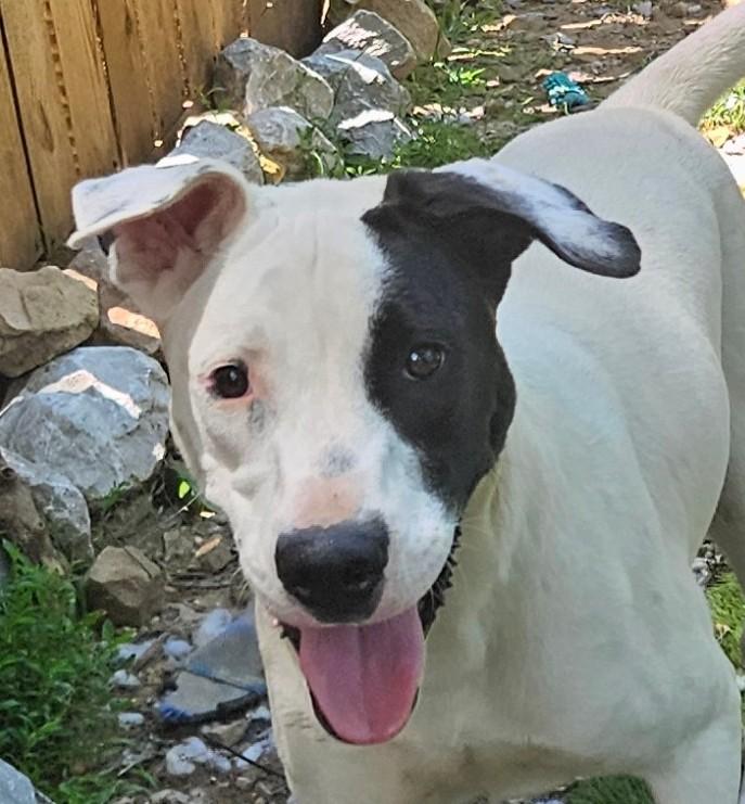 Enlarge Gus Gingerbread, a Adoptable mixed breed in Woburn, MA image 2/6