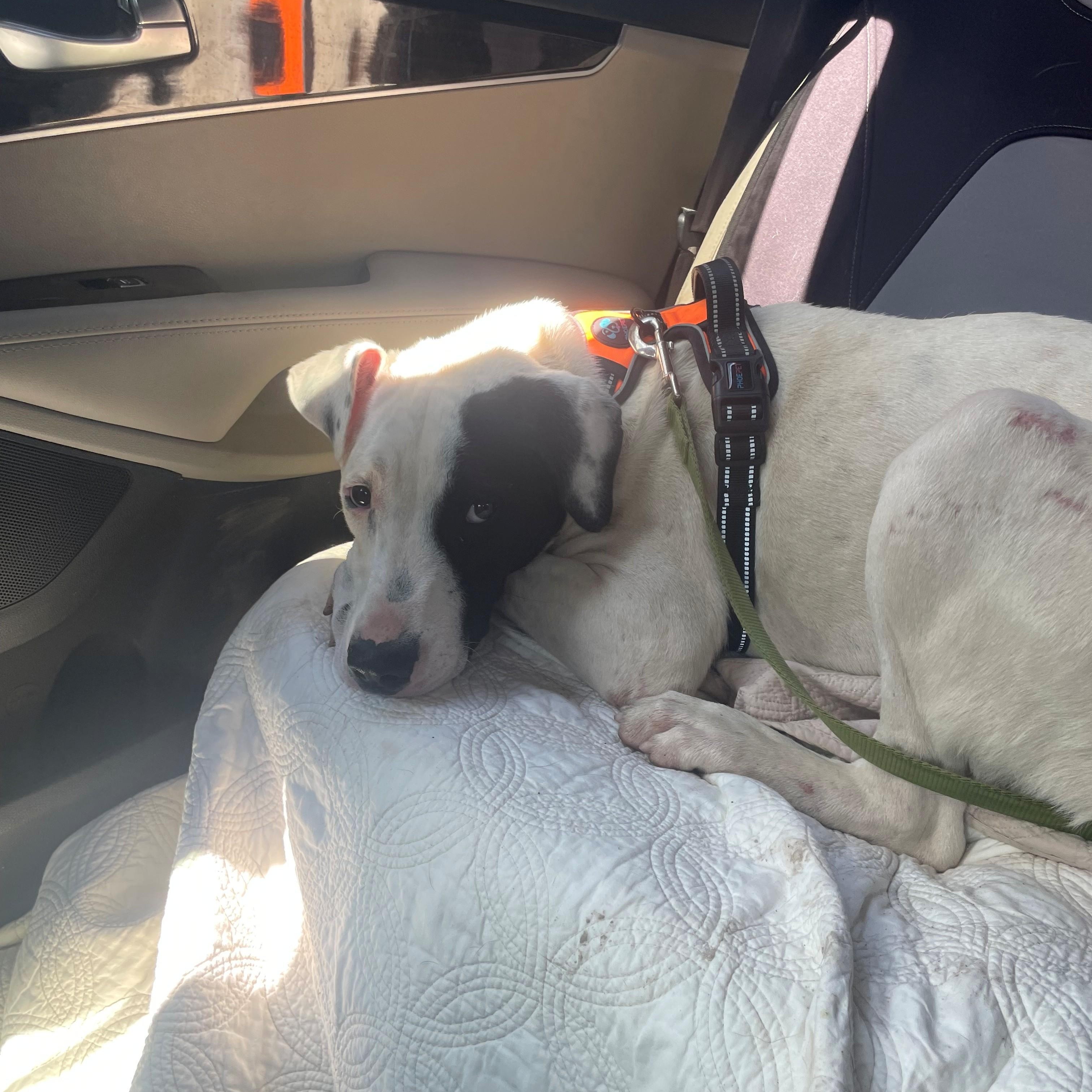 Enlarge Gus Gingerbread, a Adoptable mixed breed in Woburn, MA image 5/6