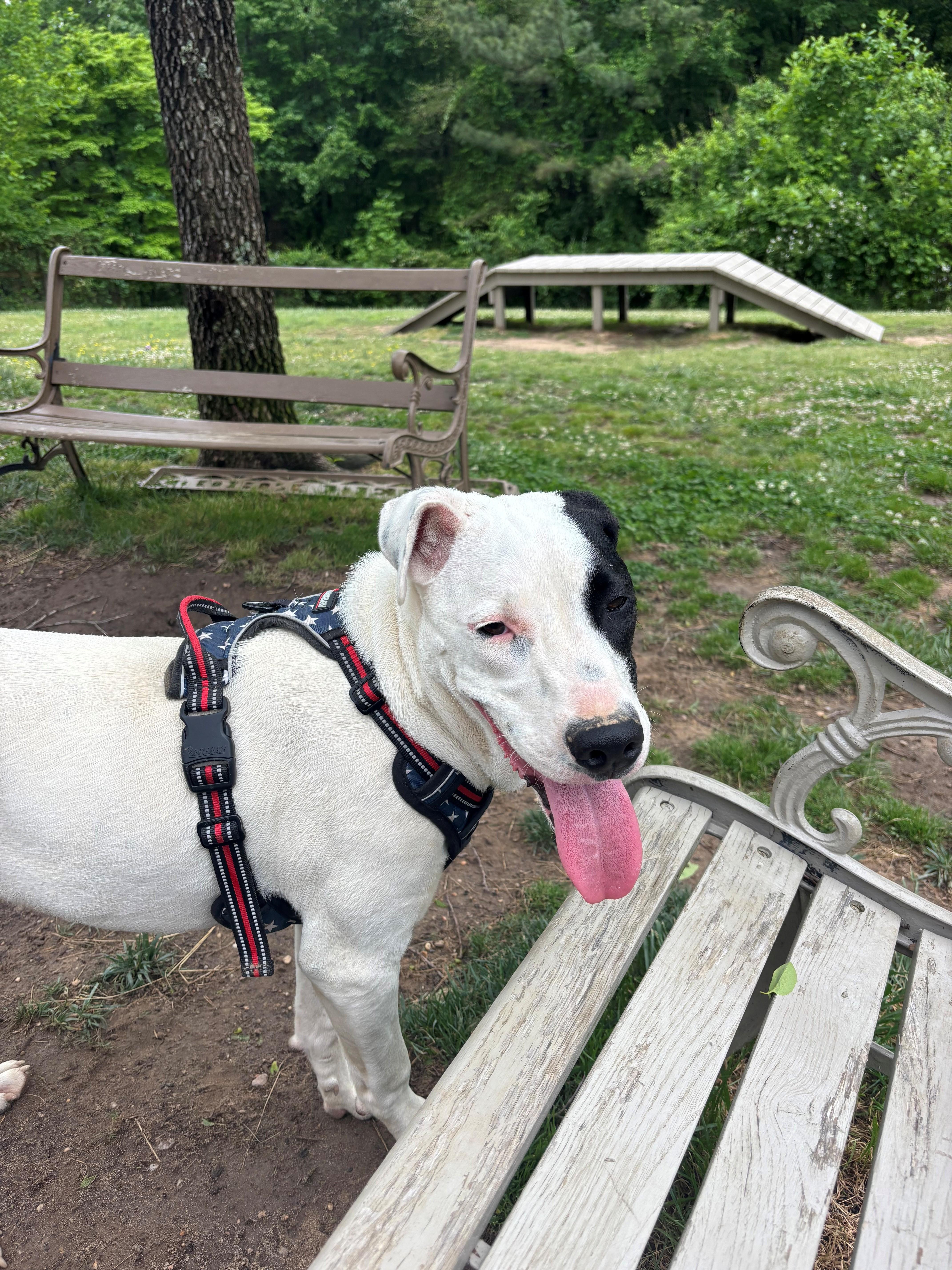Enlarge Gus Gingerbread, a Adoptable mixed breed in Woburn, MA image 3/6