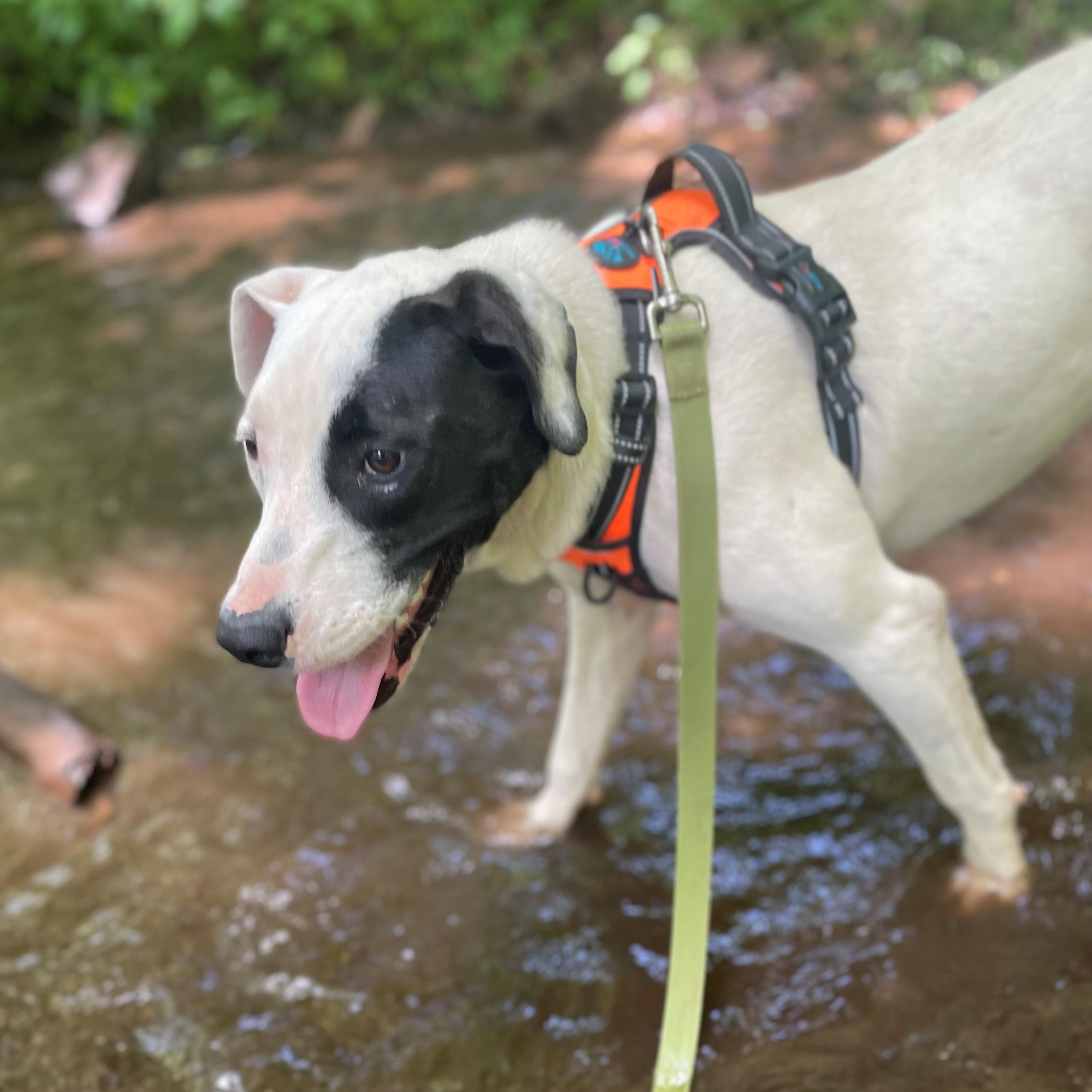 Enlarge Gus Gingerbread, a Adoptable mixed breed in Woburn, MA image 4/6