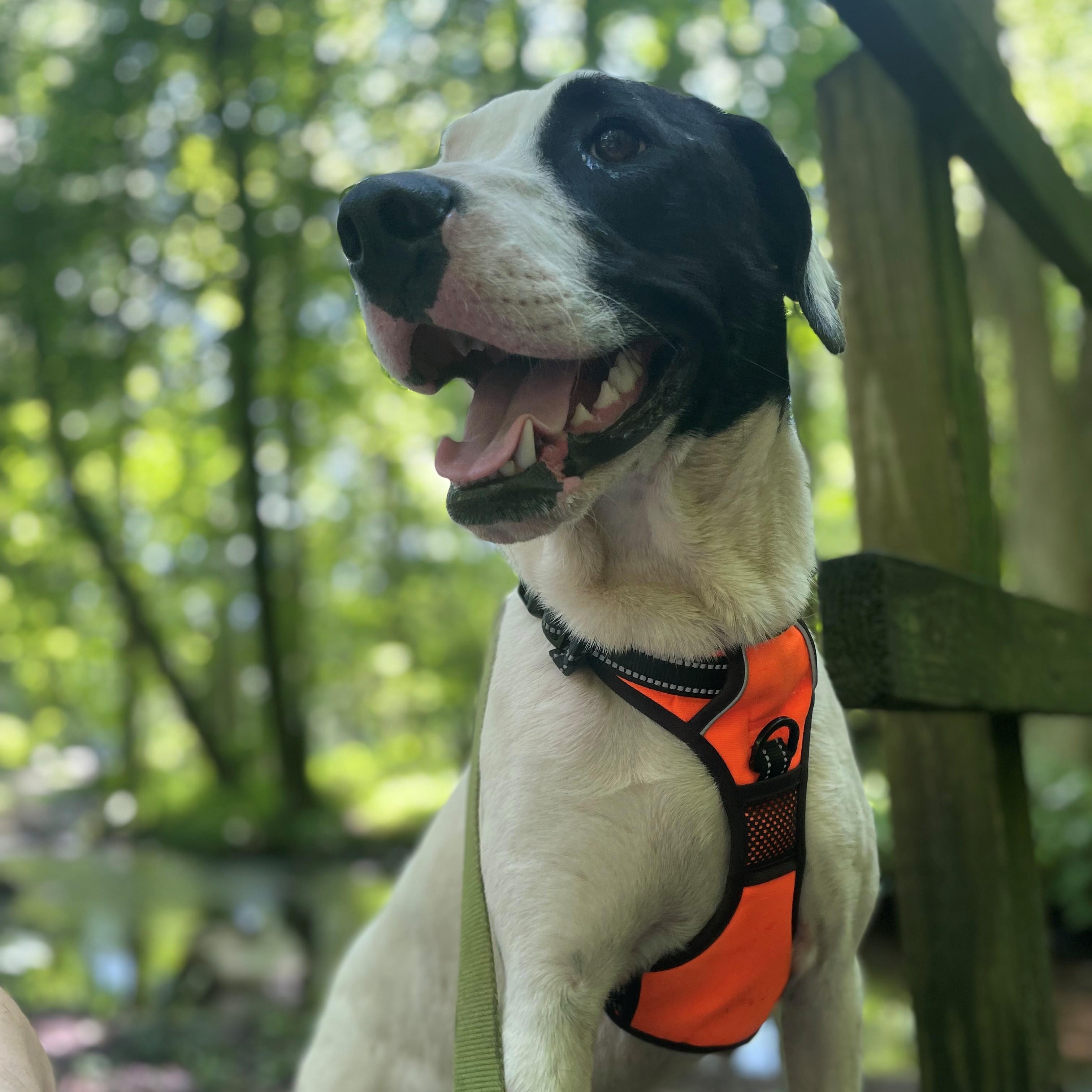 Enlarge Gus Gingerbread, a Adoptable mixed breed in Woburn, MA image 1/6