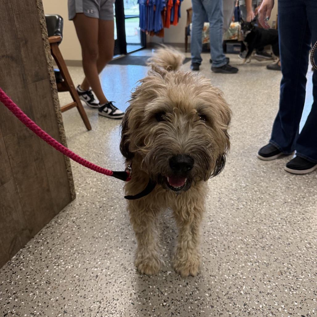 Enlarge Wheatie, a Adoptable Wheaten Terrier in Norfolk, NE image 1/2