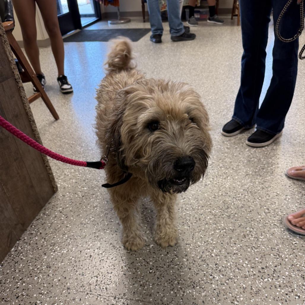 Enlarge Wheatie, a Adoptable Wheaten Terrier in Norfolk, NE image 2/2
