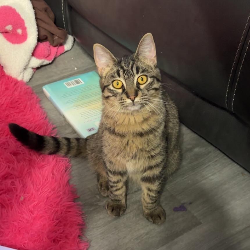 Akela, Adoptable, Young Male Domestic Short Hair.